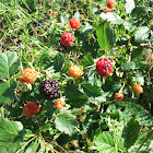 Blackberry