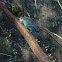 Budgerigar