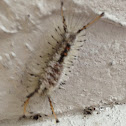 Caterpillar