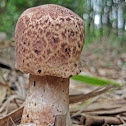 Fungi