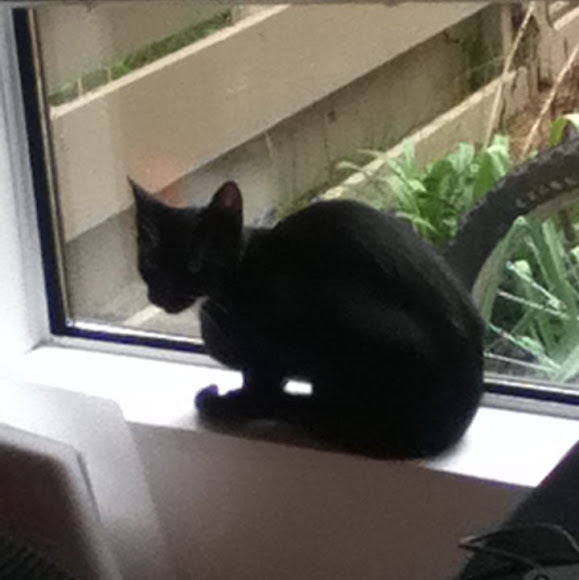 Spotting Image 1