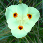 Iris (Reuleaux triangle)