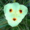 Iris (Reuleaux triangle)