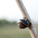 Grove snail