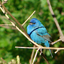 Indigo Bunting