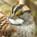 White-throated Sparrow
