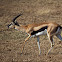 Thomson's gazelle