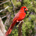 Northern Cardinal