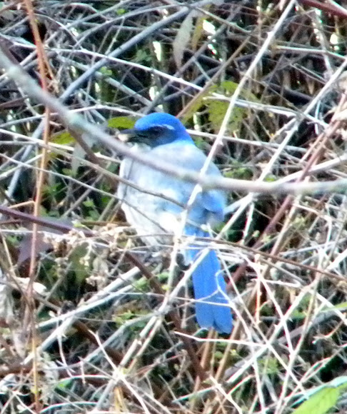 Spotting Image 1