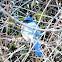 Western Scrub Jay