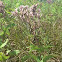 Joe Pye Weed