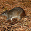 Southern Brown Bandicoot