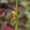 Grasshopper