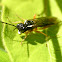 Sawfly