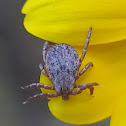 Pacific Coast Tick (male)