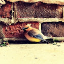 Cedar Waxwing