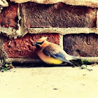 Cedar Waxwing