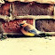 Cedar Waxwing