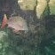 Mutton Snapper