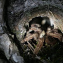 Tarantula