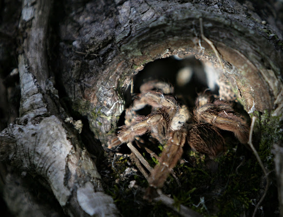 Spotting Image 1