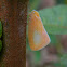 Flatid planthopper