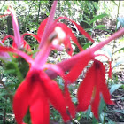 Cardinal flower