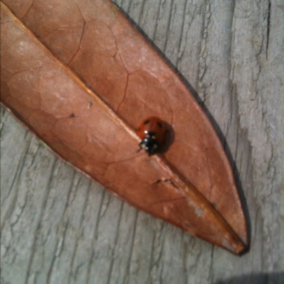 Spotting Image 1