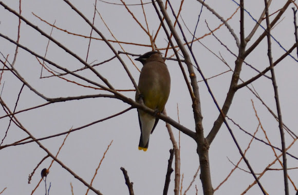 Spotting Image 1