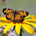 Pearl Crescent Butterfly