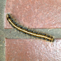 Eastern tent caterpillar