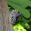 Blue Morpho Butterfly