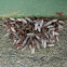Leaf Cutter Ants