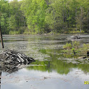 Dams of North American Beaver