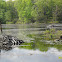 Dams of North American Beaver