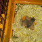HAMSTER RUSO