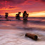 floating log by Rodrigo Layug - Landscapes Waterscapes ( nature, sunrise, seascape, log )