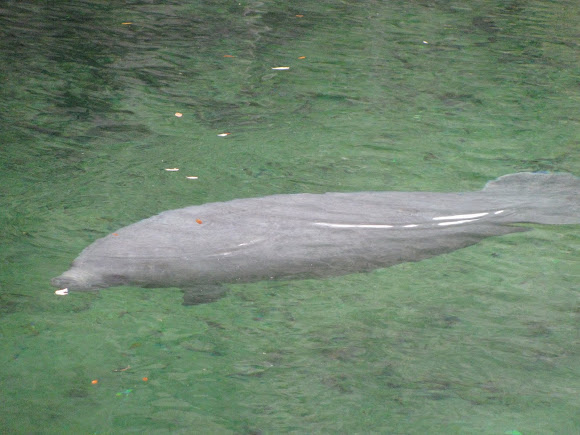 Spotting Image 1