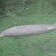 Florida Manatee