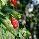 Turk's cap Mallow