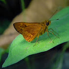 skipper