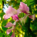 Pine Pink Orchid