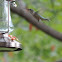 Ruby-throated Hummingbird