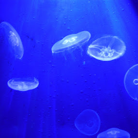 by JenWil   - Animals Sea Creatures