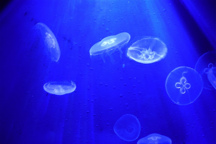 by JenWil   - Animals Sea Creatures