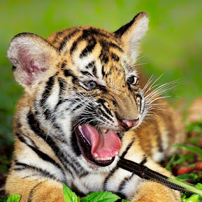 The Cub by Charliemagne Unggay - Animals Lions, Tigers & Big Cats ( tiger, cuty, angry, cub, animal )
