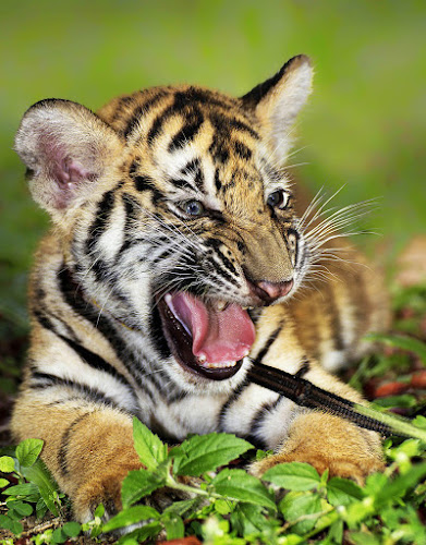 The Cub by Charliemagne Unggay - Animals Lions, Tigers & Big Cats ( tiger, cuty, angry, cub, animal )