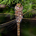 Dragon Fly