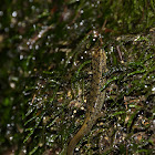 Unknown Salamander