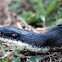 Texas Rat Snake